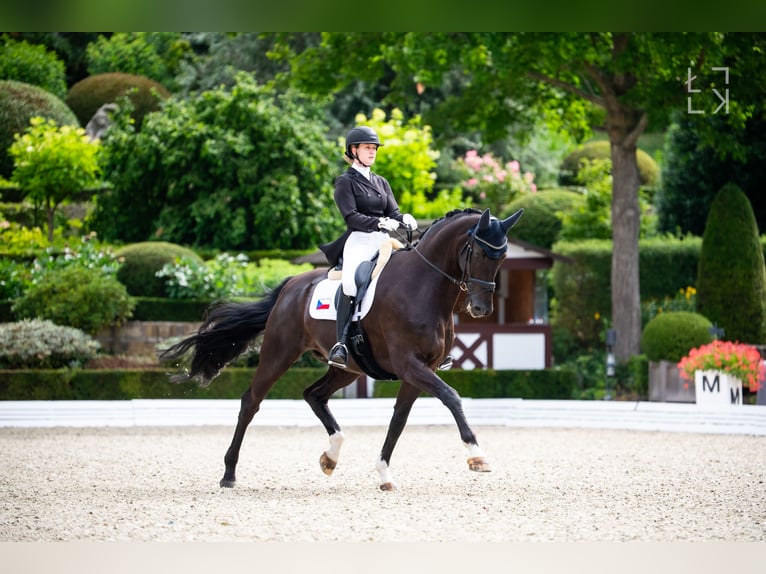 Hannoveriano Caballo castrado 14 años 175 cm Negro in Ziemięcice