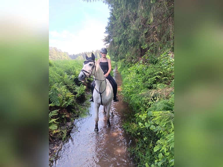 Hannoveriano Caballo castrado 14 años 175 cm Tordo in Werne