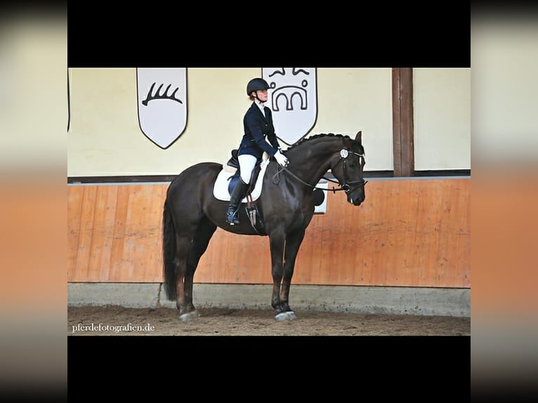 Hannoveriano Caballo castrado 14 años 176 cm Alazán-tostado in Eppenberg