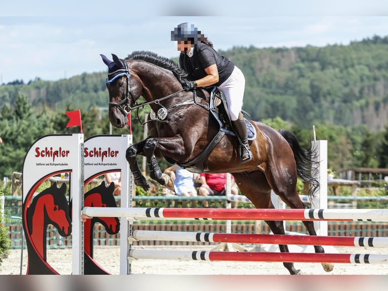 Hannoveriano Caballo castrado 14 años 176 cm Castaño in Gera