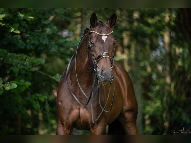 Hannoveriano Caballo castrado 14 años 176 cm Castaño oscuro in Wehringen