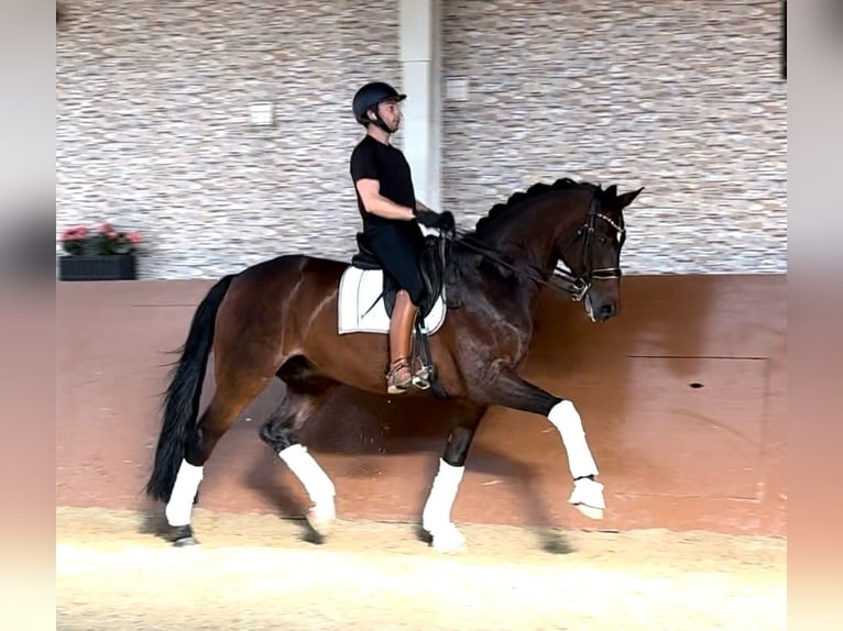 Hannoveriano Caballo castrado 14 años 176 cm Castaño oscuro in Wehringen