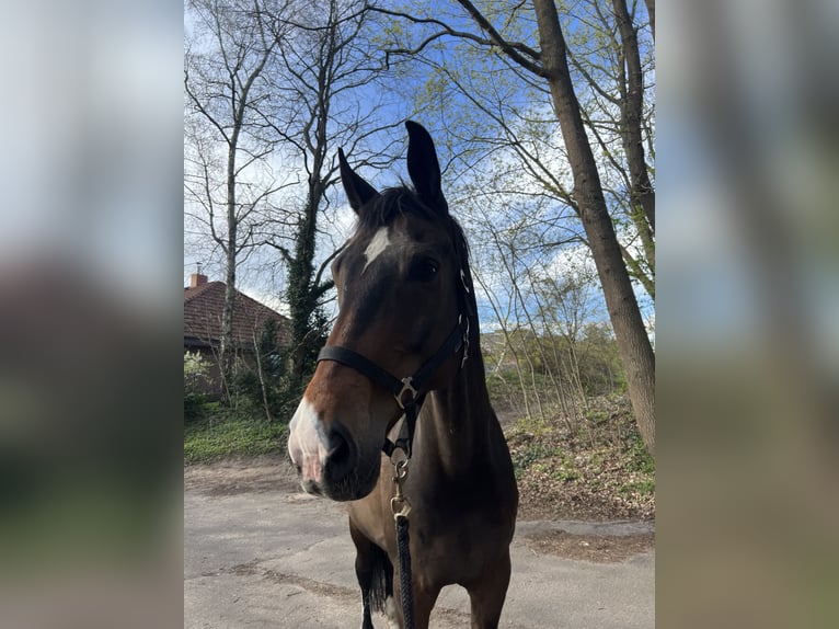 Hannoveriano Caballo castrado 14 años 176 cm Castaño oscuro in Garbsen