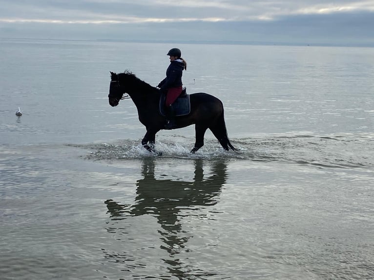 Hannoveriano Caballo castrado 14 años 177 cm in Ahrensburg