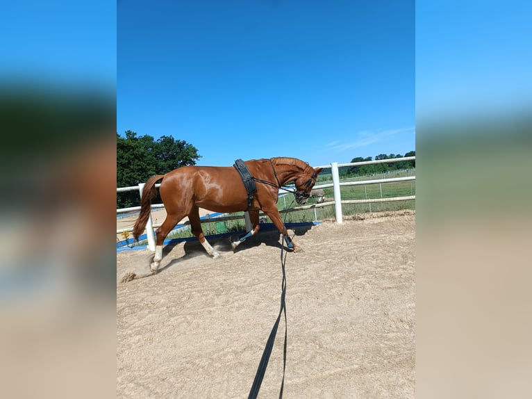 Hannoveriano Caballo castrado 14 años 180 cm Alazán in Freystadt