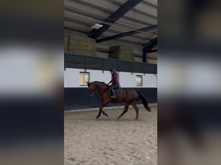 Hannoveriano Caballo castrado 14 años 180 cm Alazán-tostado in Nassenwil