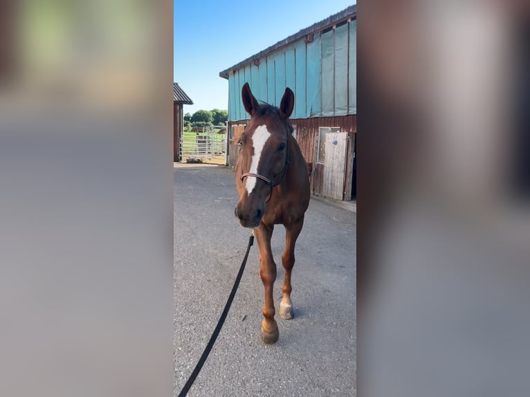 Hannoveriano Caballo castrado 14 años 180 cm Alazán-tostado in Nassenwil
