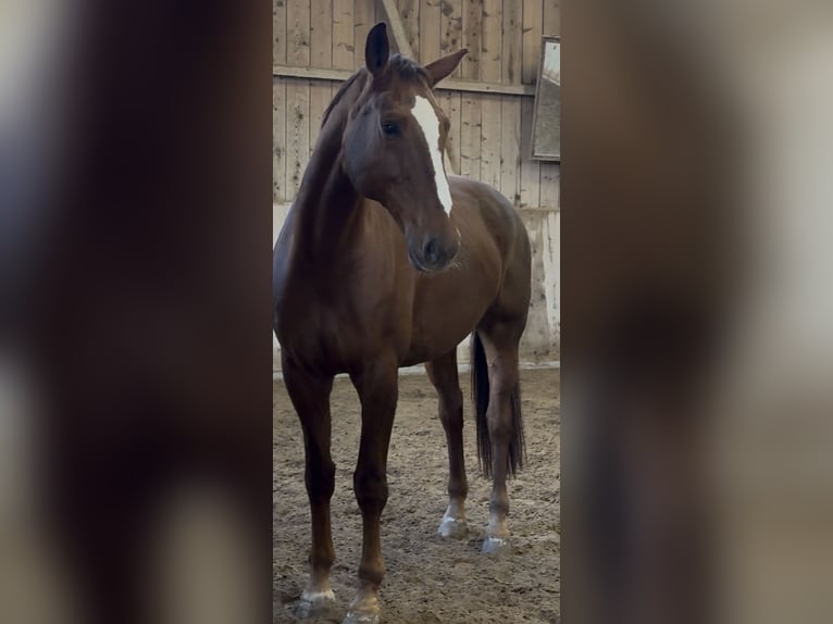 Hannoveriano Caballo castrado 14 años 180 cm Alazán-tostado in Nassenwil