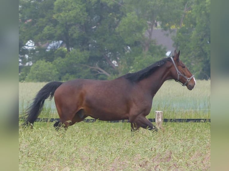 Hannoveriano Caballo castrado 14 años 180 cm Castaño oscuro in Schillerslage-Burgdorf