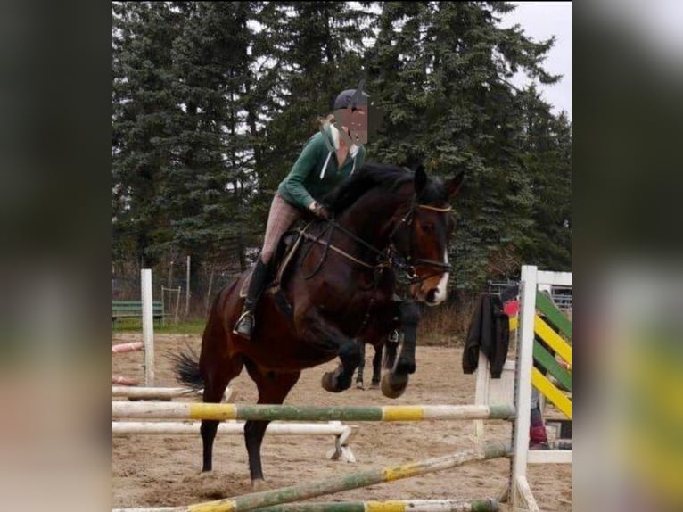 Hannoveriano Caballo castrado 14 años 180 cm Castaño oscuro in Schillerslage-Burgdorf