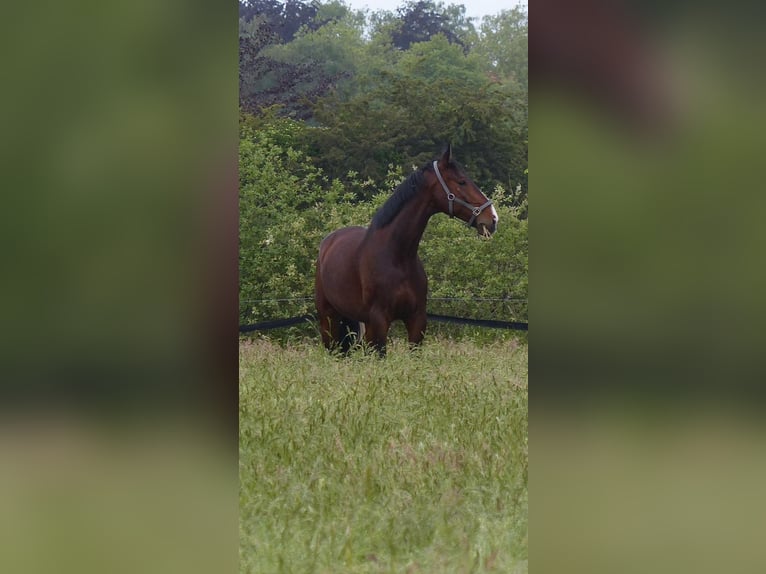 Hannoveriano Caballo castrado 14 años 180 cm Castaño oscuro in Schillerslage-Burgdorf