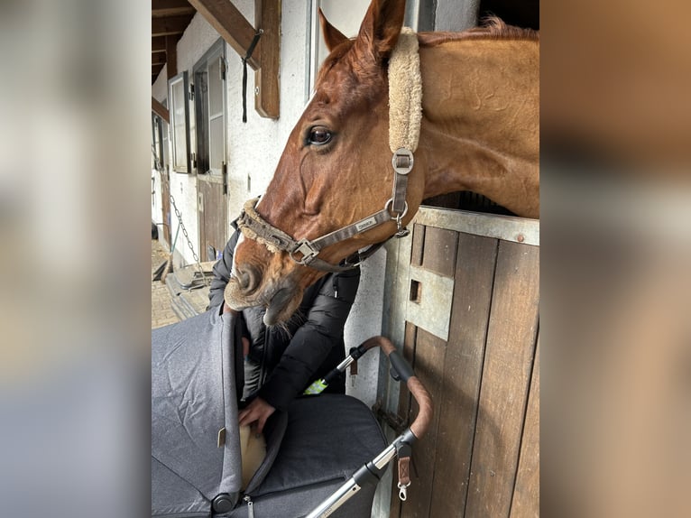 Hannoveriano Caballo castrado 14 años 182 cm Alazán in München