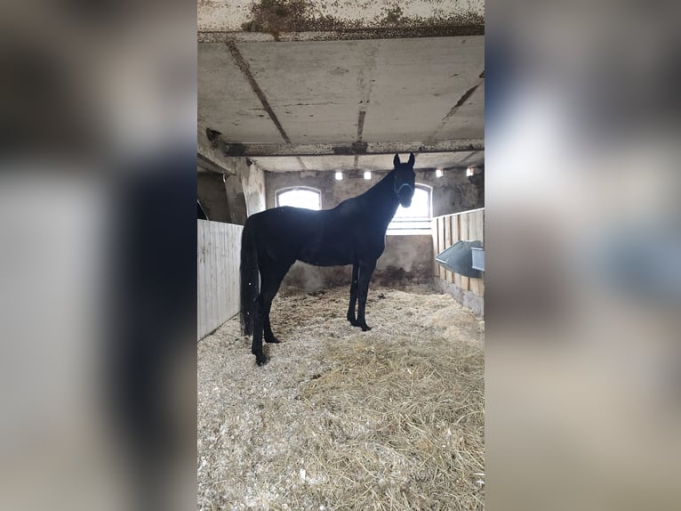 Hannoveriano Caballo castrado 14 años 183 cm Negro in Feldberger Seenlandschaft