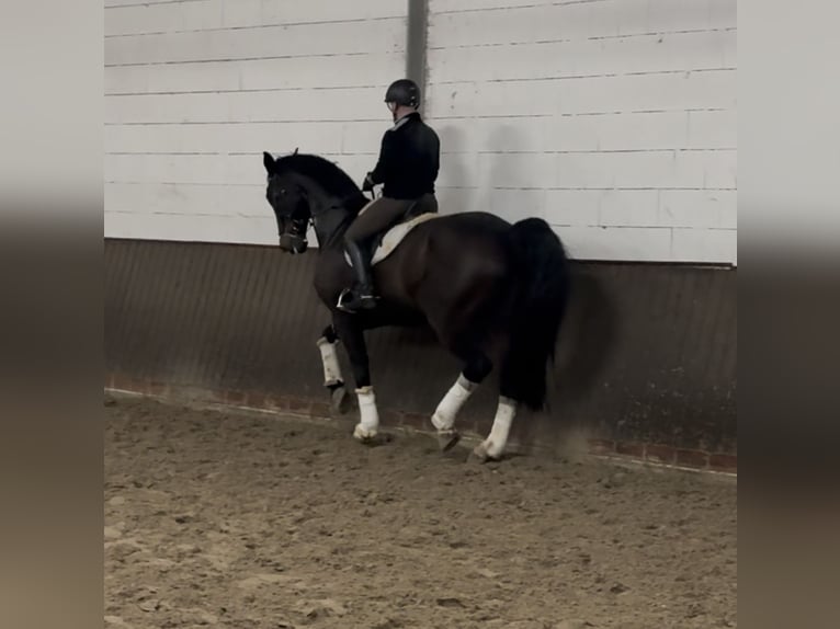 Hannoveriano Caballo castrado 14 años 185 cm Morcillo in VechtaVechta