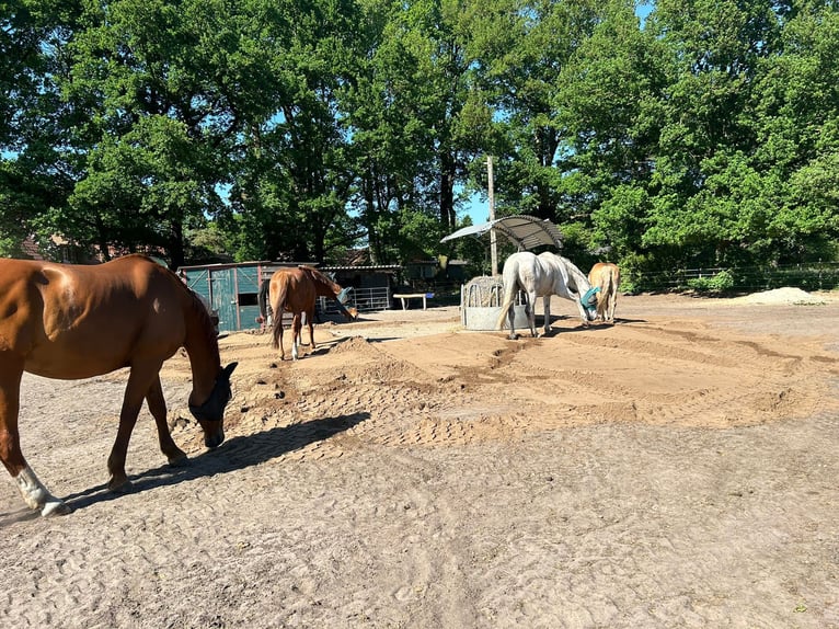 Hannoveriano Caballo castrado 14 años in Ottersberg