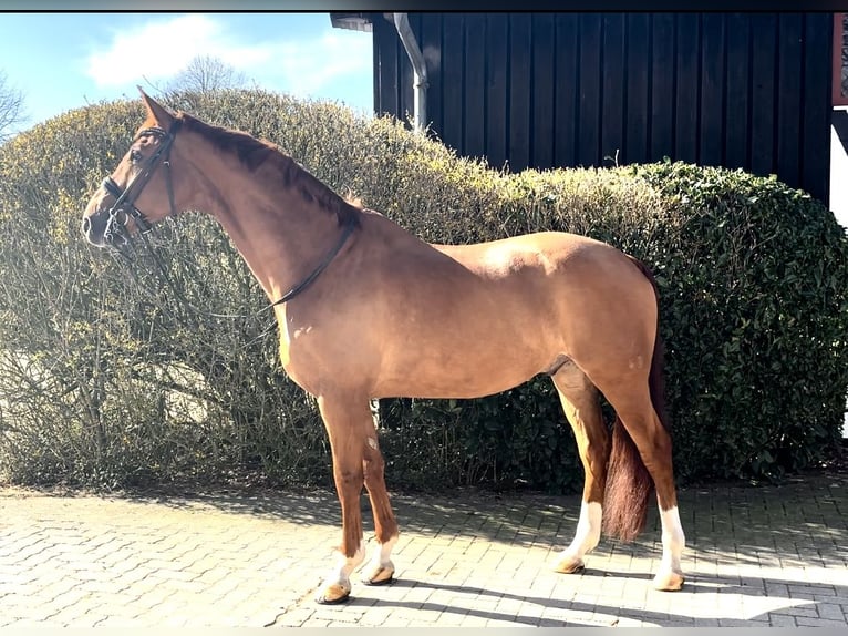 Hannoveriano Caballo castrado 15 años 165 cm Alazán in Wipperfürth
