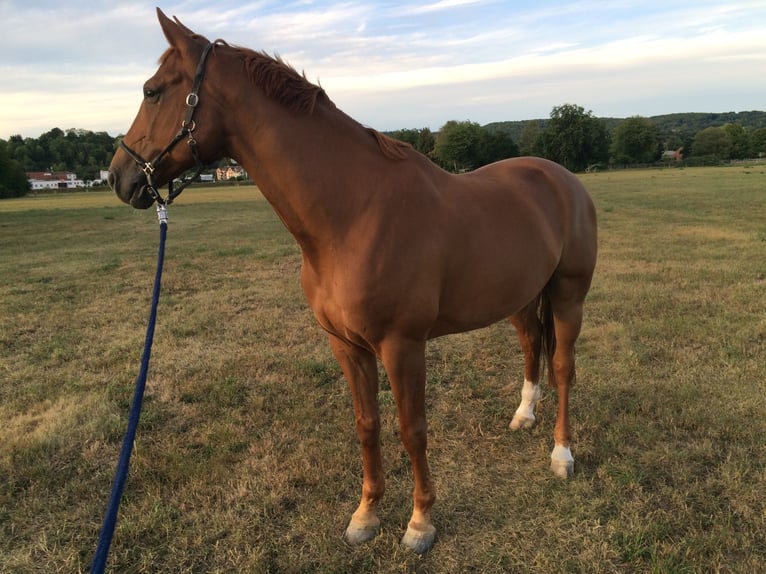 Hannoveriano Caballo castrado 15 años 165 cm Alazán in Kenzingen