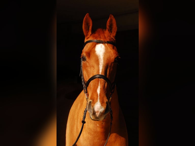 Hannoveriano Caballo castrado 15 años 165 cm Alazán in Kenzingen