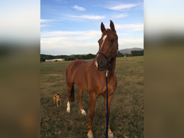 Hannoveriano Caballo castrado 15 años 165 cm Alazán in Kenzingen