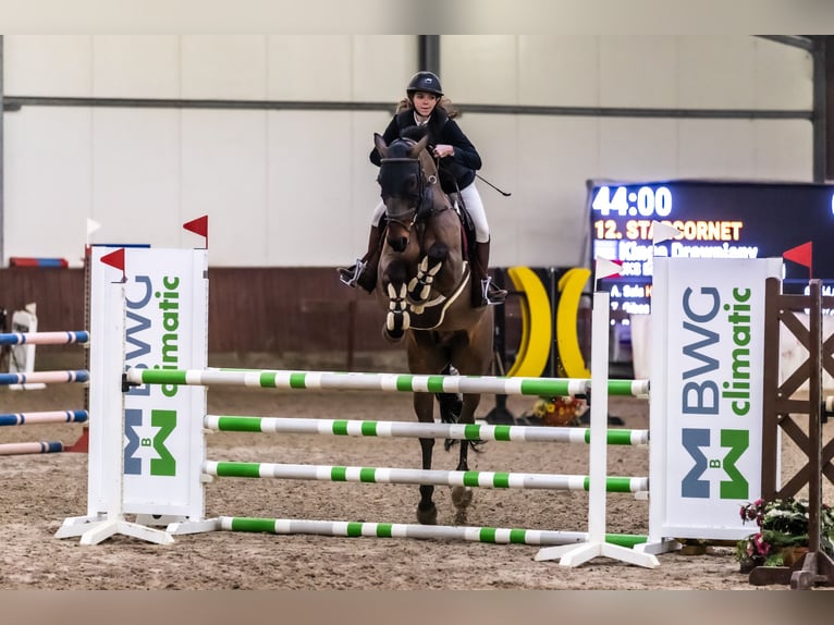 Hannoveriano Caballo castrado 15 años 165 cm Castaño oscuro in Brzeszcze