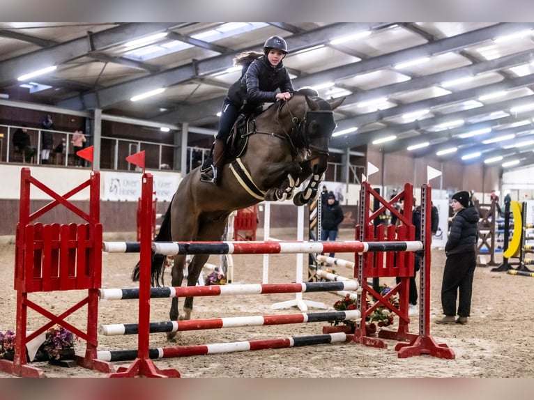 Hannoveriano Caballo castrado 15 años 165 cm Castaño oscuro in Brzeszcze