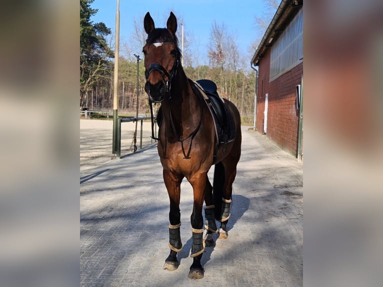 Hannoveriano Caballo castrado 15 años 165 cm Castaño rojizo in Bawinkel