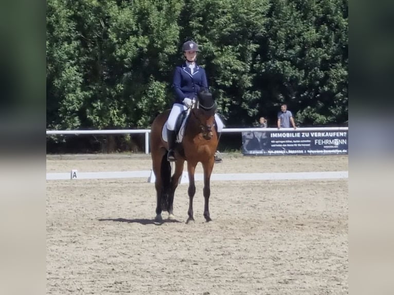 Hannoveriano Caballo castrado 15 años 165 cm Castaño rojizo in Bawinkel