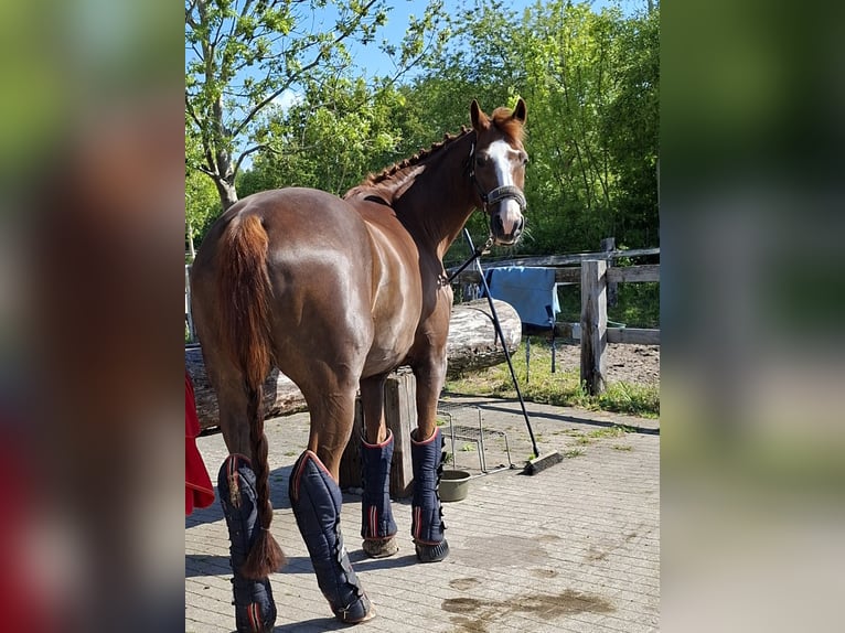Hannoveriano Caballo castrado 15 años 167 cm Alazán in Kisdorf
