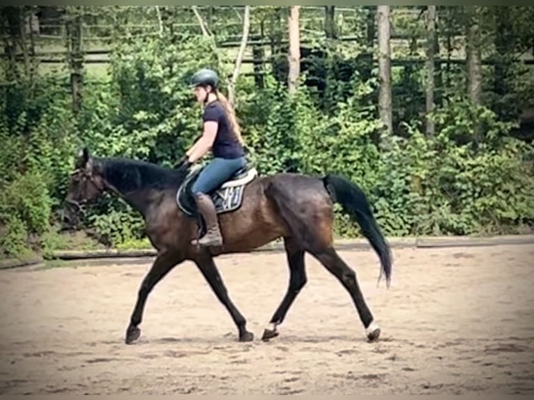 Hannoveriano Caballo castrado 15 años 167 cm Castaño oscuro in Pelmberg