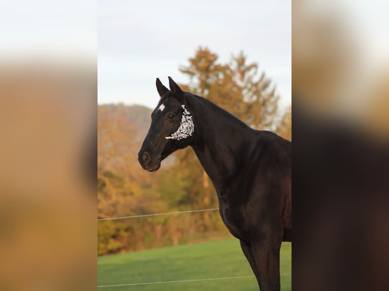 Hannoveriano Caballo castrado 15 años 167 cm Morcillo in Lahnstein