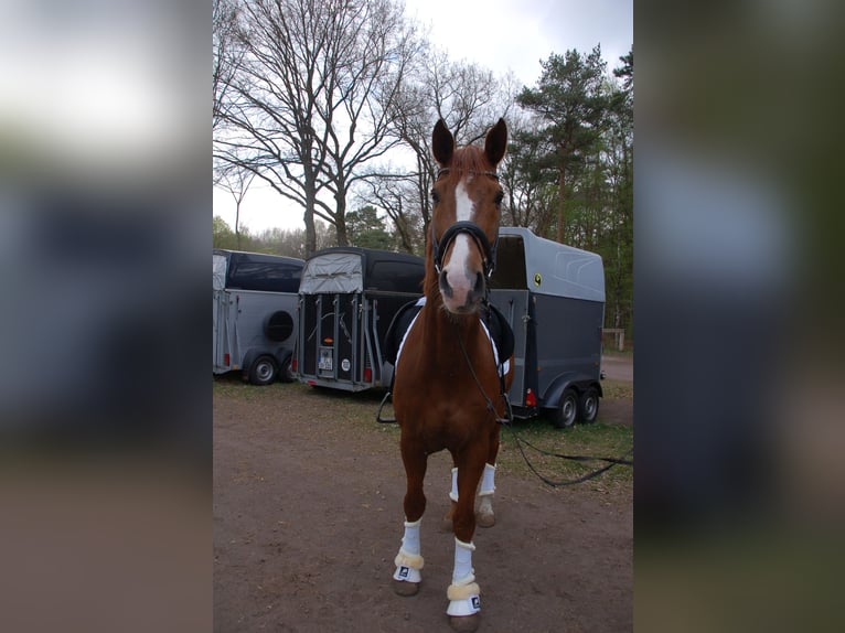 Hannoveriano Caballo castrado 15 años 168 cm Alazán in Uelsen