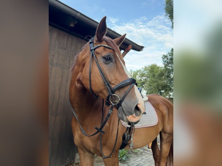 Hannoveriano Caballo castrado 15 años 168 cm Alazán in Uelsen