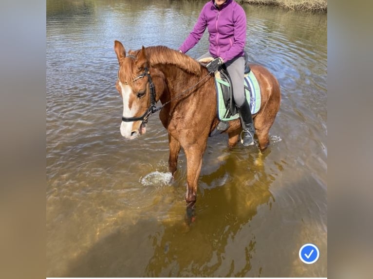 Hannoveriano Caballo castrado 15 años 168 cm Alazán in Everswinkel