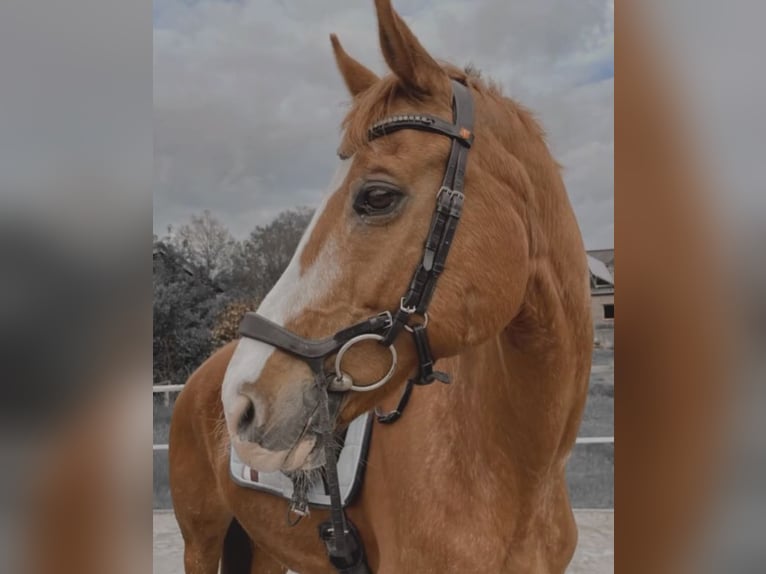 Hannoveriano Caballo castrado 15 años 168 cm Alazán in Everswinkel