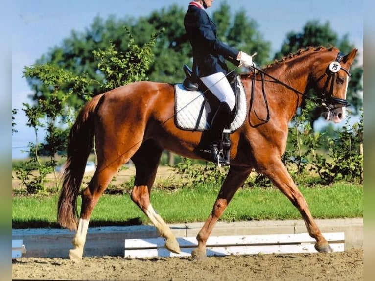 Hannoveriano Caballo castrado 15 años 168 cm Alazán in Everswinkel