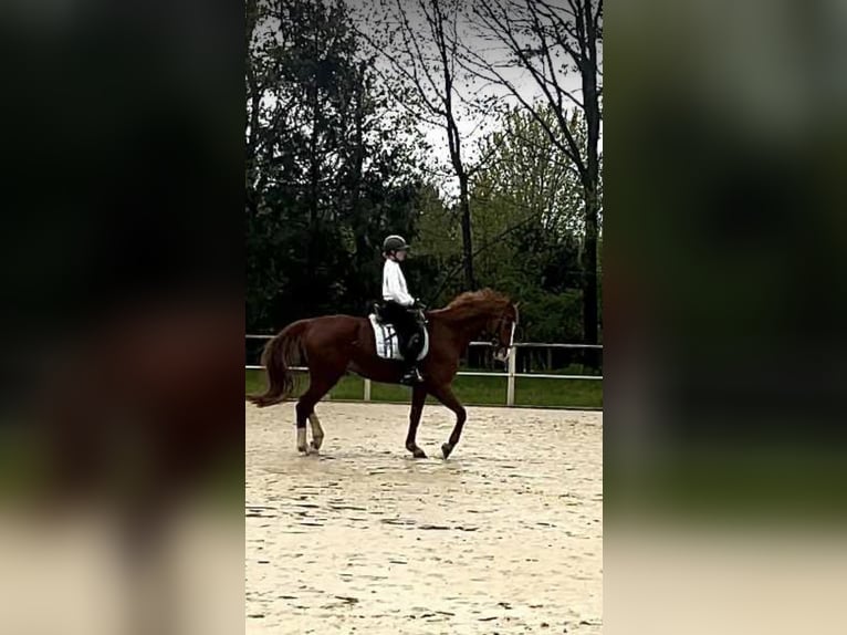 Hannoveriano Caballo castrado 15 años 168 cm Alazán in Everswinkel