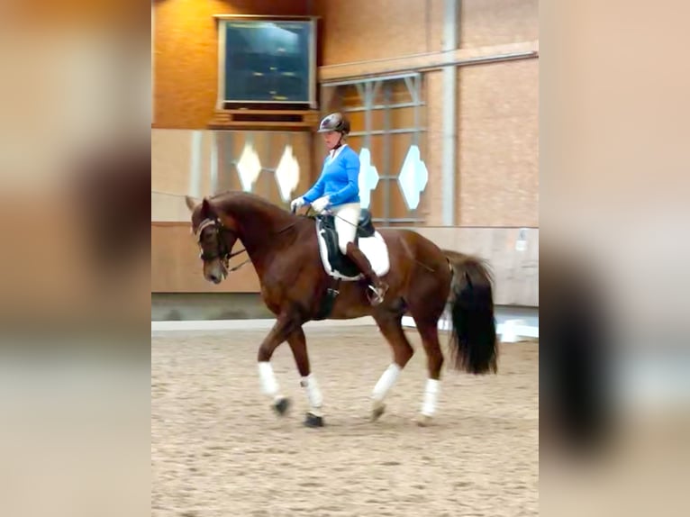 Hannoveriano Caballo castrado 15 años 168 cm Alazán-tostado in Ebersbach-Musbach