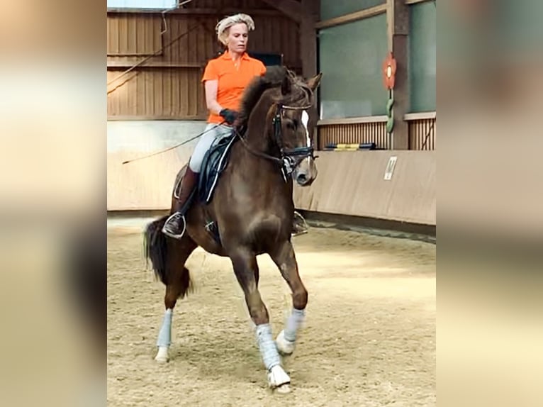 Hannoveriano Caballo castrado 15 años 168 cm Alazán-tostado in Ebersbach-Musbach