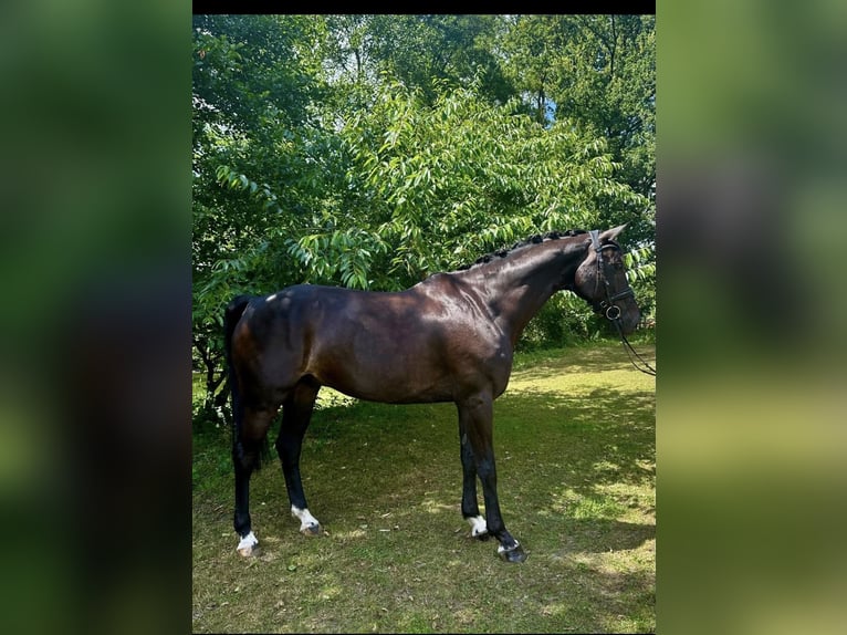 Hannoveriano Caballo castrado 15 años 168 cm Negro in Meppen
