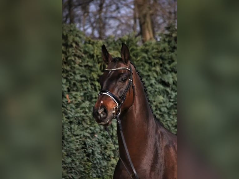 Hannoveriano Caballo castrado 15 años 169 cm Castaño oscuro in Mainz-Laubenheim