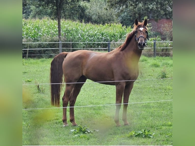 Hannoveriano Caballo castrado 15 años 170 cm Alazán-tostado in Nordhorn