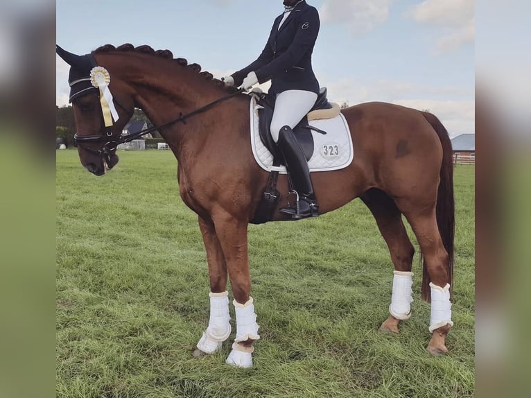 Hannoveriano Caballo castrado 15 años 170 cm Alazán-tostado in Nordhorn