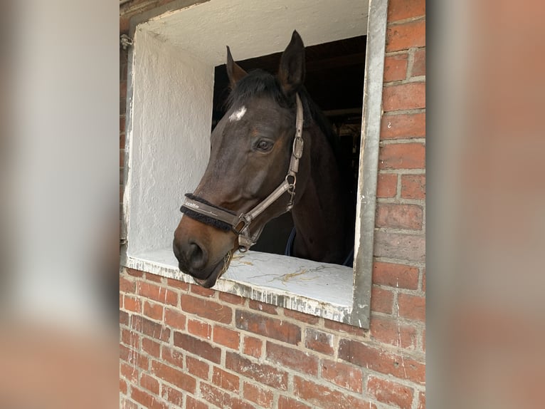 Hannoveriano Caballo castrado 15 años 170 cm Castaño in Berlin