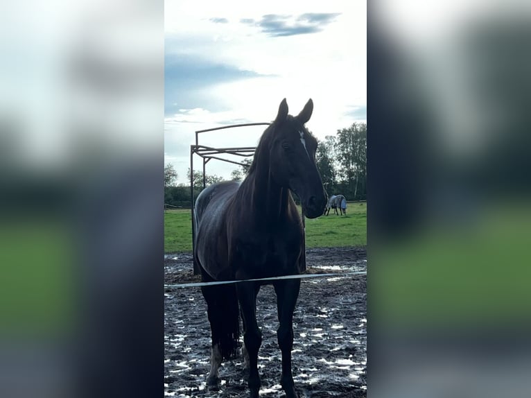 Hannoveriano Caballo castrado 15 años 170 cm Castaño oscuro in Adelheidsdorf