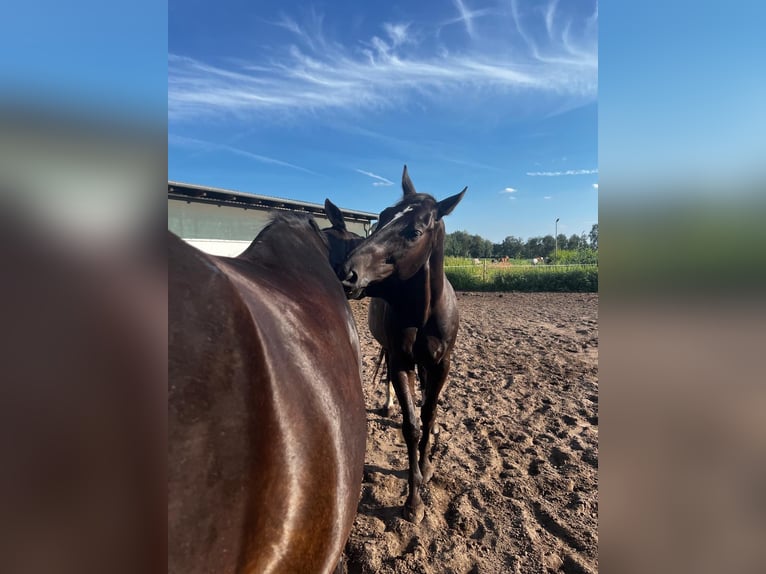 Hannoveriano Caballo castrado 15 años 170 cm Castaño oscuro in Adelheidsdorf