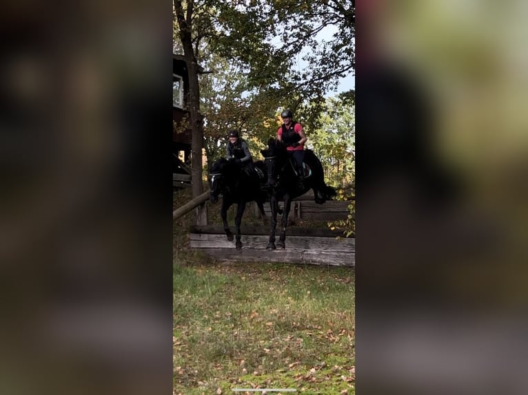 Hannoveriano Caballo castrado 15 años 170 cm Castaño oscuro in Adelheidsdorf