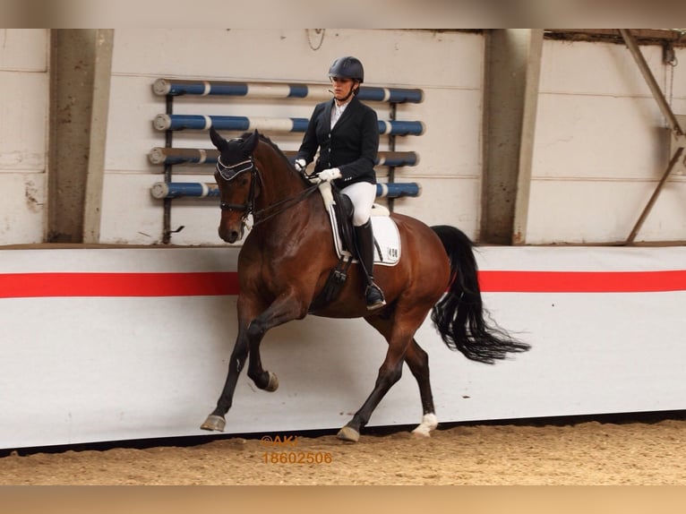 Hannoveriano Caballo castrado 15 años 171 cm Castaño in Bergisch Gladbach
