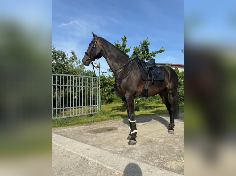 Hannoveriano Caballo castrado 15 años 171 cm Castaño oscuro in Neufeld an der Leitha