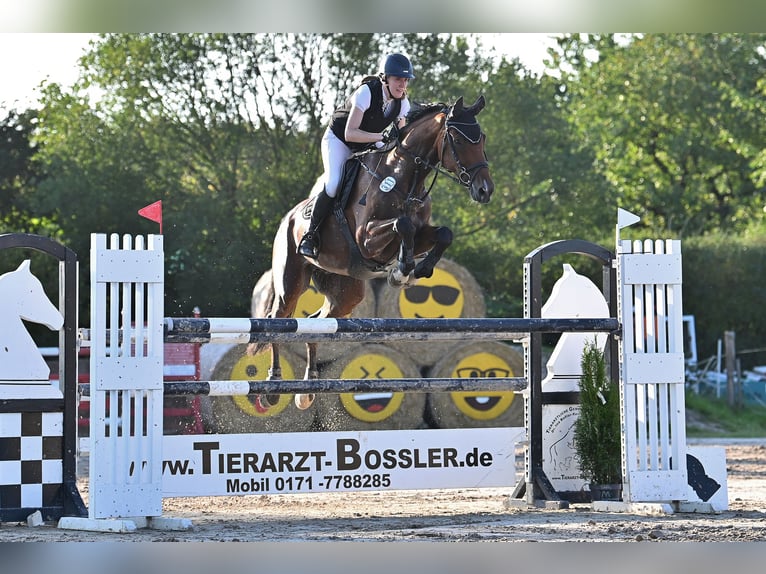 Hannoveriano Caballo castrado 15 años 172 cm Castaño in Grebenhain