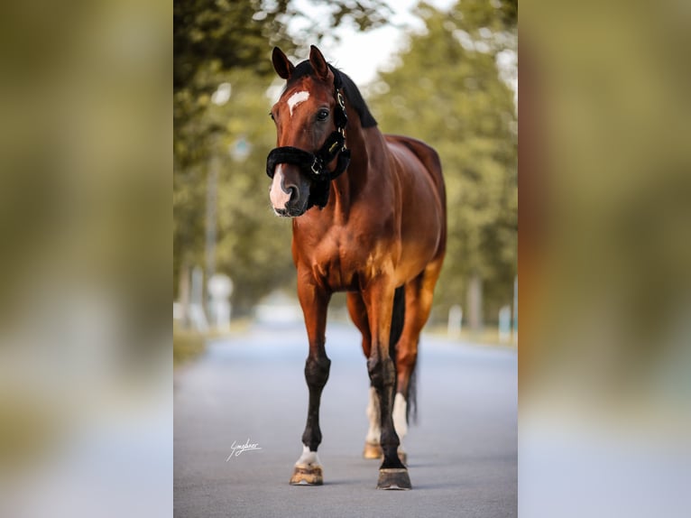 Hannoveriano Caballo castrado 15 años 173 cm Castaño in Traiskirchen